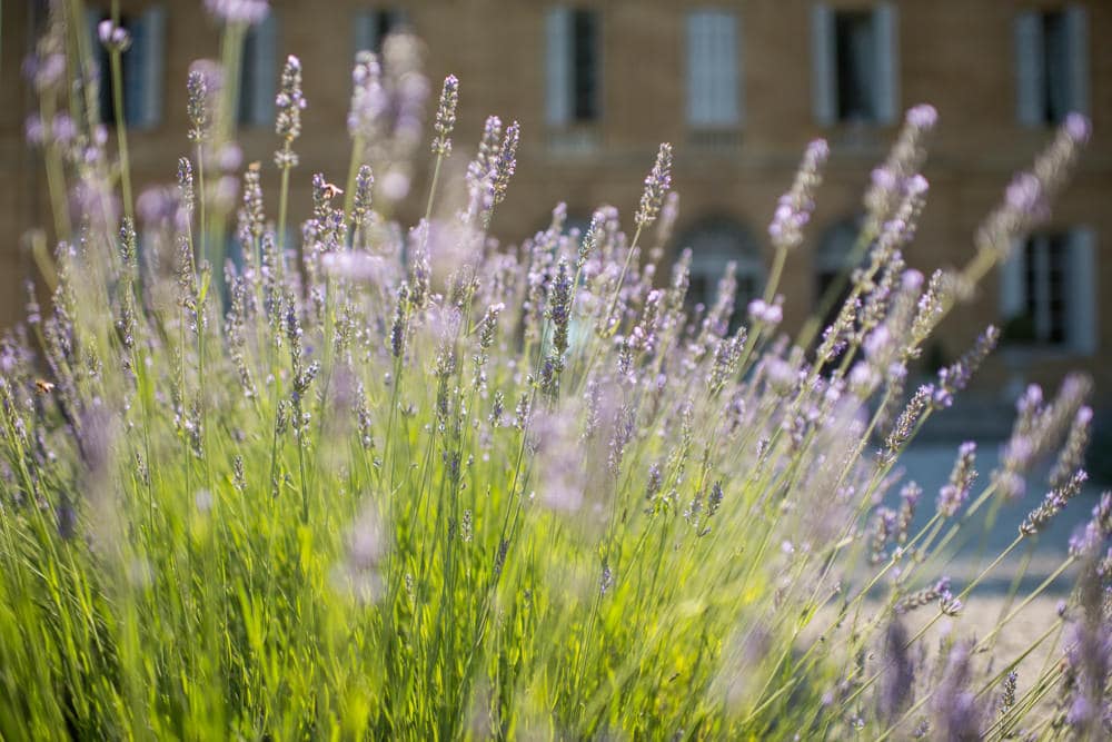lavender at Chateau La Durantie