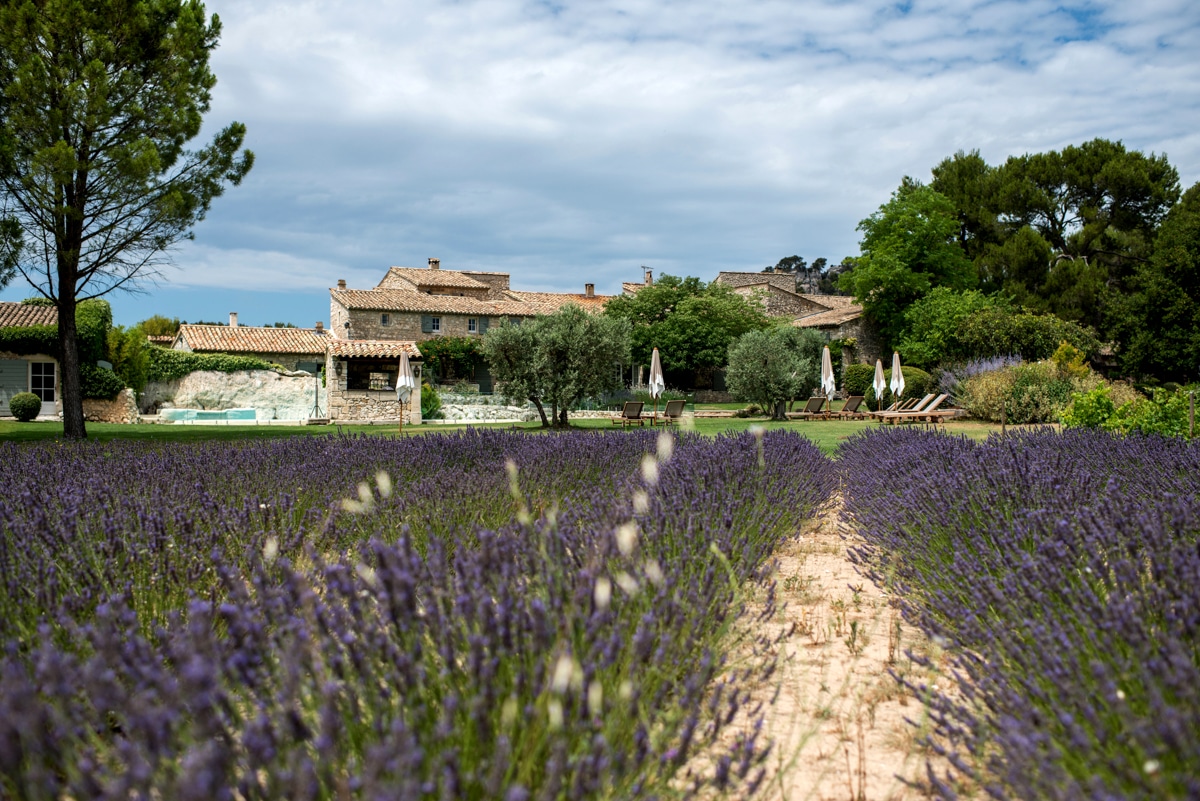 lavender fields in France