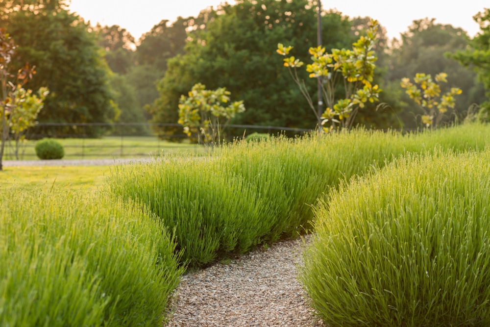 lavender at Botleys Mansion Surrey