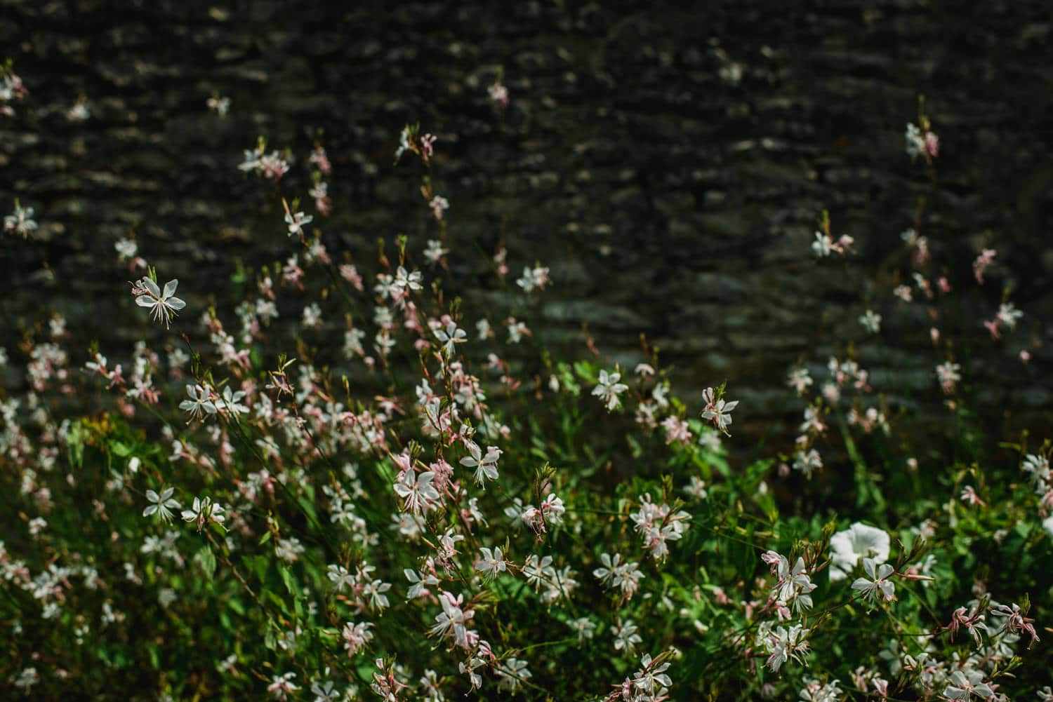 flowers at Chateau de Lacoste France