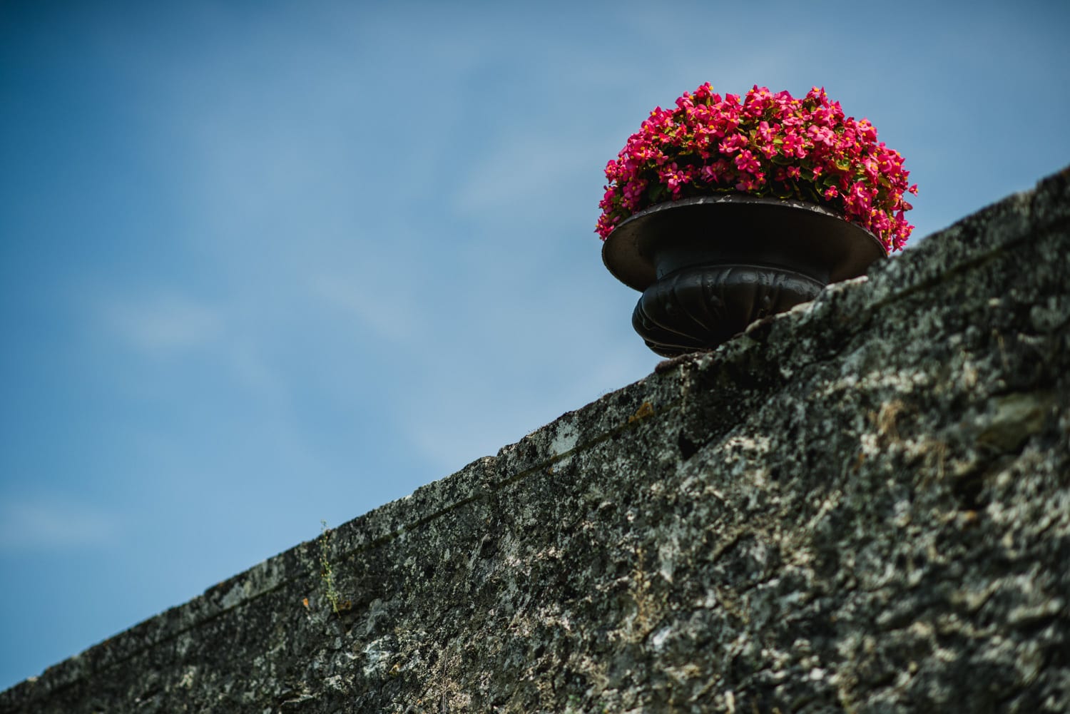 flowers at Chateau de Lacoste France